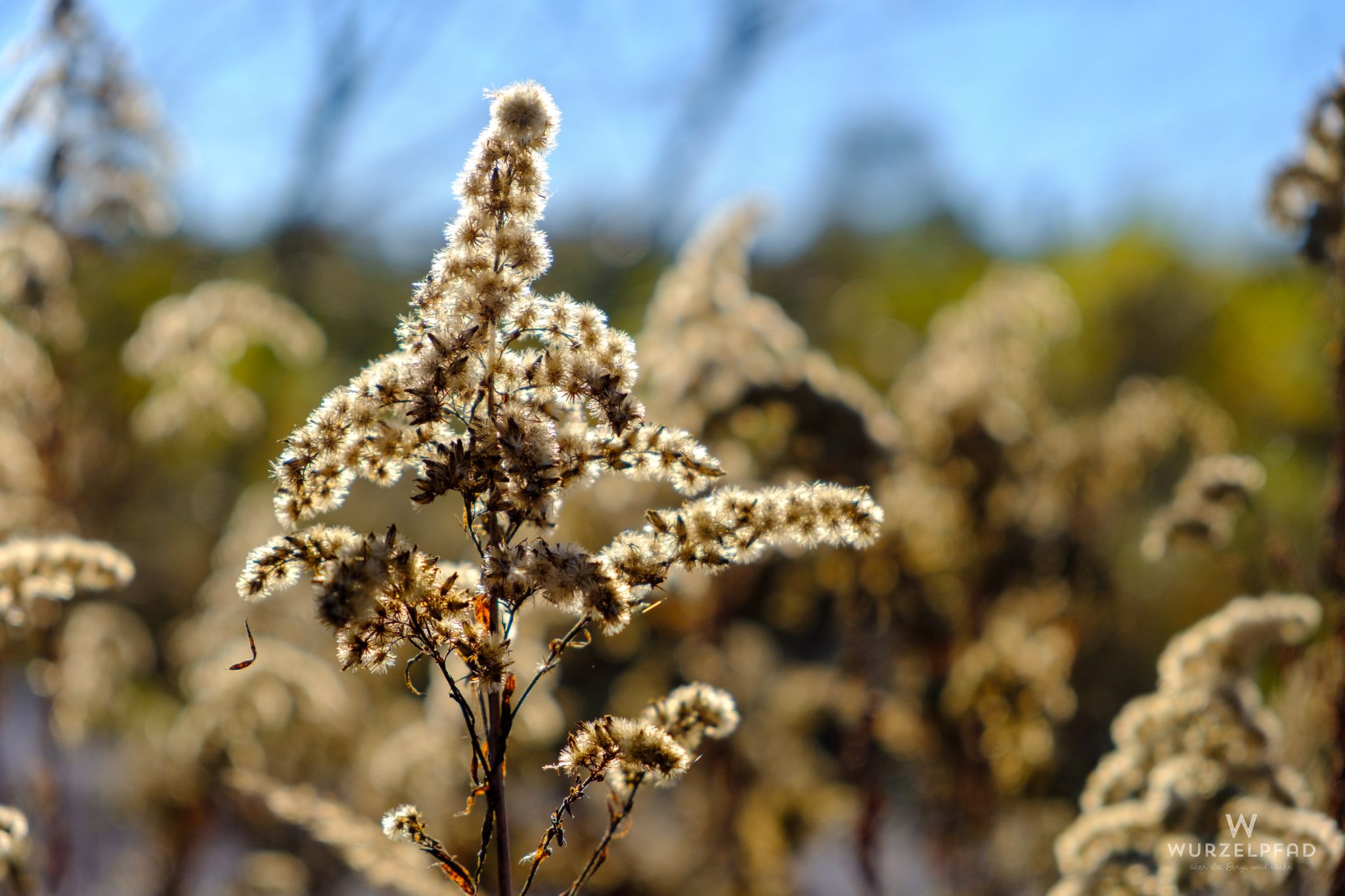 Weideröschen oder ähnliches